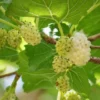 2 Murus Alba White Mulberry Tree Bare-root 12-18 Inch Tall | 2 Trees, Sweet & Juicy Berries