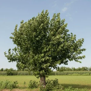2 Murus Alba White Mulberry Tree Bare-root 12-18 Inch Tall | 2 Trees, Sweet & Juicy Berries