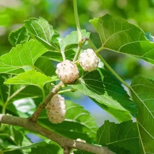 2 Murus Alba White Mulberry Tree Bare-root 12-18 Inch Tall | 2 Trees, Sweet & Juicy Berries