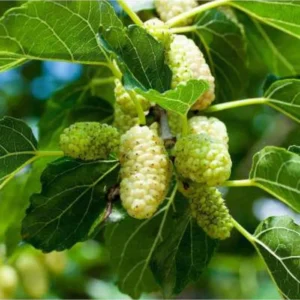 2 Murus Alba White Mulberry Tree Bare-root 12-18 Inch Tall | 2 Trees, Sweet & Juicy Berries