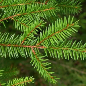 2 Norway Spruce Trees Bare-root - 6-12 Inch Tall - Evergreen Conifers, Hardy Picea abies