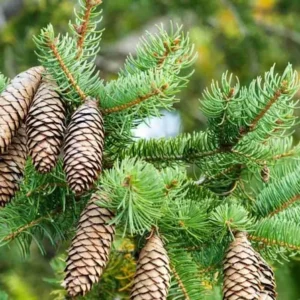 2 Norway Spruce Trees Bare-root - 6-12 Inch Tall - Evergreen Conifers, Hardy Picea abies