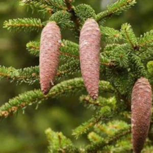 2 Norway Spruce Trees Bare-root - 6-12 Inch Tall - Evergreen Conifers, Hardy Picea abies