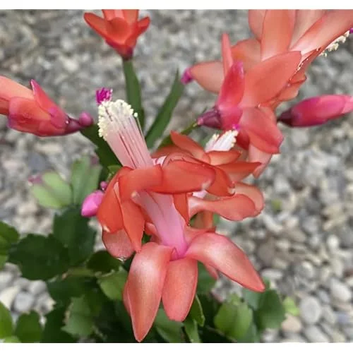 2 Orange Christmas Cactus Plants - 4 to 6 Inches - Live Schlumbergera