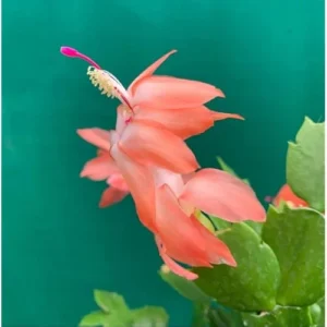 2 Orange Christmas Cactus Plants - 4 to 6 Inches - Live Schlumbergera