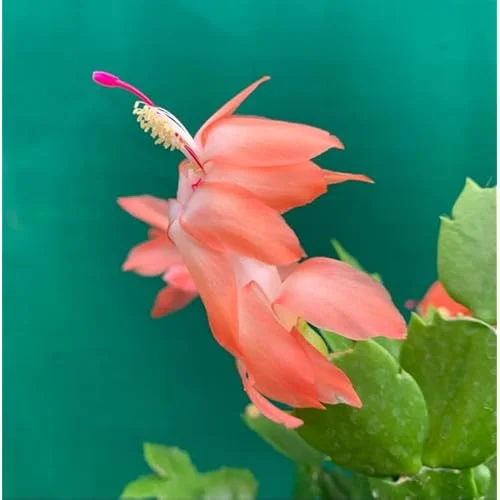 2 Orange Christmas Cactus Plants - 4 to 6 Inches - Live Schlumbergera