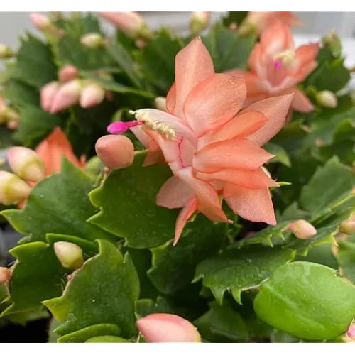 2 Orange Christmas Cactus Plants - 4 to 6 Inches - Live Schlumbergera