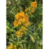 2 Orange Jasmine Live Plants - Fragrant Jasmine Night Blooming