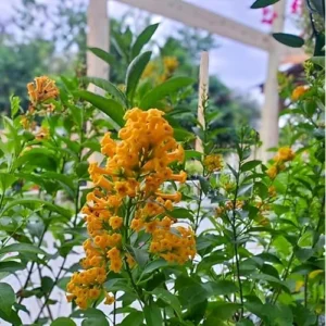 2 Orange Jasmine Live Plants - Fragrant Jasmine Night Blooming