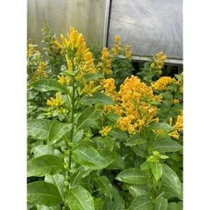 2 Orange Jasmine Live Plants - Fragrant Jasmine Night Blooming