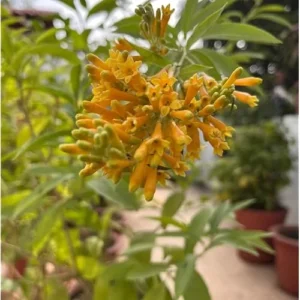 2 Orange Jasmine Live Plants - Fragrant Jasmine Night Blooming