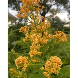 2 Orange Zest Jasmine Live Plants 4 Inch Pot Orange Flower Jasmine Plants Fragrant Night Blooming Jasmine