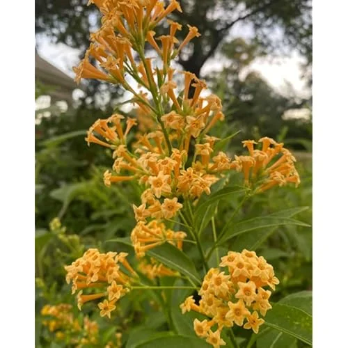 2 Orange Zest Jasmine Live Plants 4 Inch Pot Orange Flower Jasmine Plants Fragrant Night Blooming Jasmine
