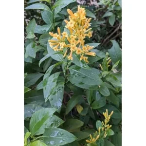 2 Orange Zest Jasmine Live Plants 4 Inch Pot Orange Flower Jasmine Plants Fragrant Night Blooming Jasmine