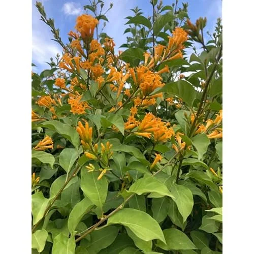 2 Orange Zest Jasmine Live Plants 4 Inch Pot Orange Flower Jasmine Plants Fragrant Night Blooming Jasmine