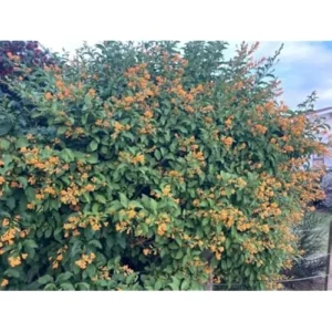 2 Orange Zest Jasmine Live Plants 4 Inch Pot Orange Flower Jasmine Plants Fragrant Night Blooming Jasmine