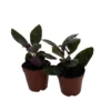 2 Pack Maroon Moon Waffle Plant - Hemigraphis - Burgundy House Plant in 2" Pots