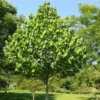 2 Paw Paw Tree Bare-root 6-12 Inch Tall – Asimina Triloba – Native Fruit Tree for Landscaping and Orchards