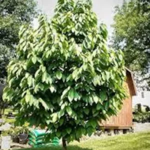 2 Paw Paw Tree Bare-root 6-12 Inch Tall – Asimina Triloba – Native Fruit Tree for Landscaping and Orchards
