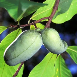 2 Paw Paw Tree Bare-root 6-12 Inch Tall – Asimina Triloba – Native Fruit Tree for Landscaping and Orchards