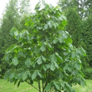 2 Paw Paw Tree Bare-root 6-12 Inch Tall – Asimina Triloba – Native Fruit Tree for Landscaping and Orchards