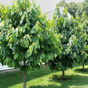 2 Paw Paw Tree Bare-root 6-12 Inch Tall – Asimina Triloba – Native Fruit Tree for Landscaping and Orchards
