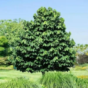 2 Paw Paw Tree Bare-root 6-12 Inch Tall – Asimina Triloba – Native Fruit Tree for Landscaping and Orchards