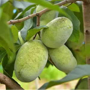 2 Pawpaw Trees - Sweet Asimina Triloba - Hardy 12-18 Inch Fruit Plant