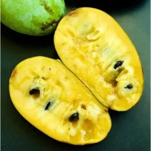 2 Pawpaw Trees - Sweet Asimina Triloba - Hardy 12-18 Inch Fruit Plant