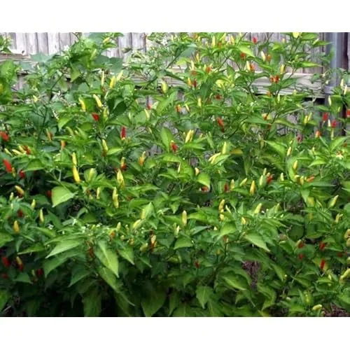 2 Pepper Live Plants - Pepper Hot Tabasco Plants Hot Chili Pepper Plants for Home Garden