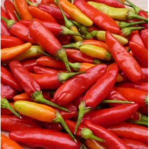 2 Pepper Live Plants - Pepper Hot Tabasco Plants Hot Chili Pepper Plants for Home Garden