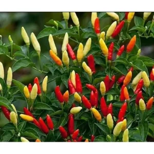 2 Pepper Live Plants - Pepper Hot Tabasco Plants Hot Chili Pepper Plants for Home Garden