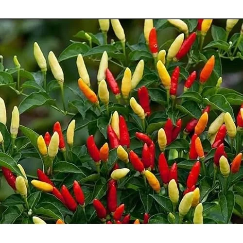2 Pepper Live Plants - Pepper Hot Tabasco Plants Hot Chili Pepper Plants for Home Garden