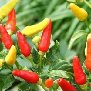 2 Pepper Live Plants - Pepper Hot Tabasco Plants Hot Chili Pepper Plants for Home Garden