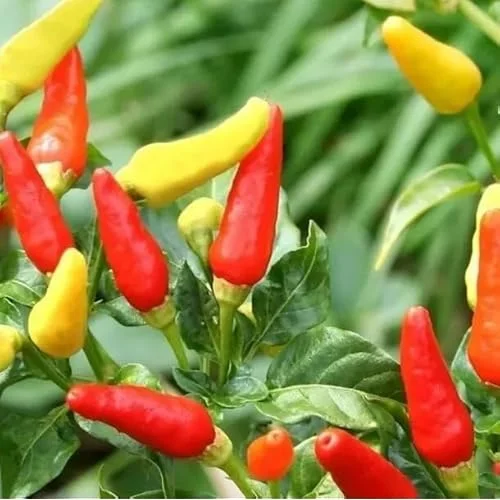 2 Pepper Live Plants - Pepper Hot Tabasco Plants Hot Chili Pepper Plants for Home Garden