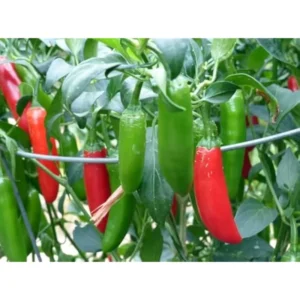 2 Pepper Live Plants - Serrano Hot Chili Pepper - Fresh & Healthy