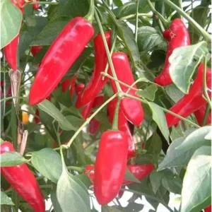 2 Pepper Live Plants - Serrano Hot Chili Pepper - Fresh & Healthy