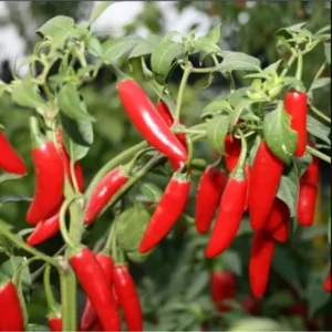 2 Pepper Live Plants - Serrano Hot Chili Pepper - Fresh & Healthy