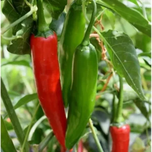 2 Pepper Live Plants - Serrano Hot Chili Pepper - Fresh & Healthy