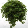 2 Pilea Creeping Charlie Plants Pilea Swedish Ivy 4-6" Tall in 4" Pot
