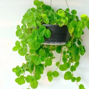 2 Pilea Creeping Charlie Plants Pilea Swedish Ivy 4-6