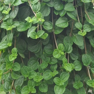 2 Pilea Creeping Charlie Plants Pilea Swedish Ivy 4-6