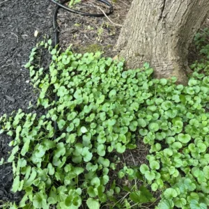 2 Pilea Creeping Charlie Plants Pilea Swedish Ivy 4-6