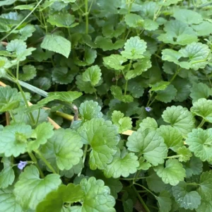 2 Pilea Creeping Charlie Plants Pilea Swedish Ivy 4-6