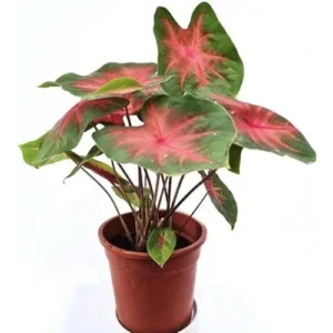 2 Pink Bicolor Caladium Bulbs - Tropical Shade-Loving Foliage for Gardens and Containers