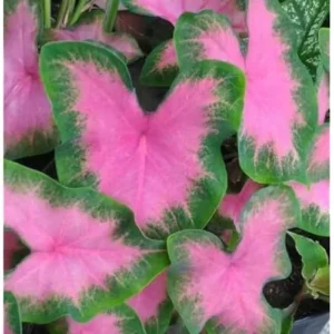 2 Pink Bicolor Caladium Bulbs - Tropical Shade-Loving Foliage for Gardens and Containers