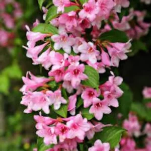 2 Pink Weigela Bare Root 1-2' - Ornamental Flowering Shrub - Pollinator-Friendly