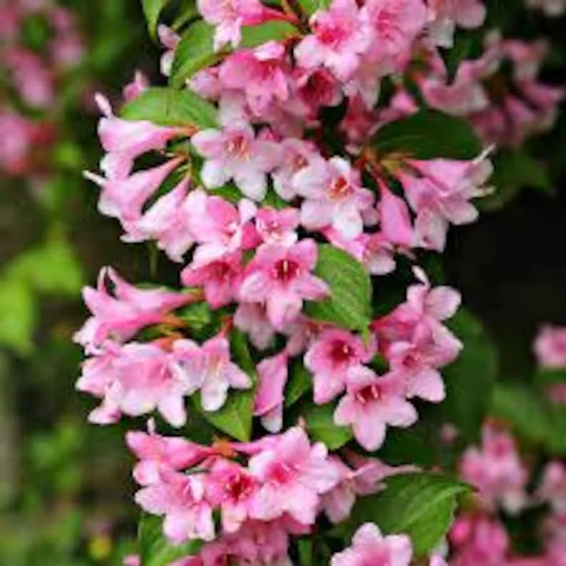2 Pink Weigela Bare Root 1-2' - Ornamental Flowering Shrub - Pollinator-Friendly