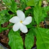 2 Pinwheel Jasmine Starter Live Plant, 5-7" Tall, White Flowering Jasmine