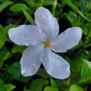 2 Pinwheel Jasmine Starter Live Plant, 5-7